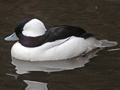 Bufflehead
